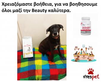 Ράτσα: Άλλη Ράτσα | Ηλικία: 5+ | Φύλο: Θηλυκό | Αρ. Microchip: 982121212121212 | Περιοχή: Αττική